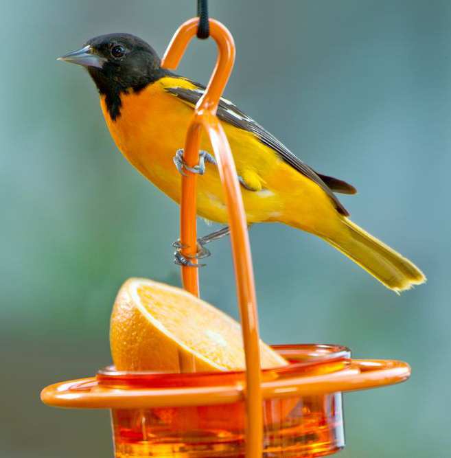 Sphere Hanging Feeder with Perch Orange